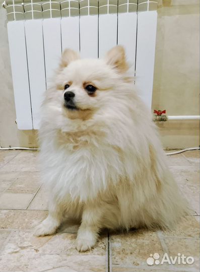 Померанский шпиц медвежьего типа белый