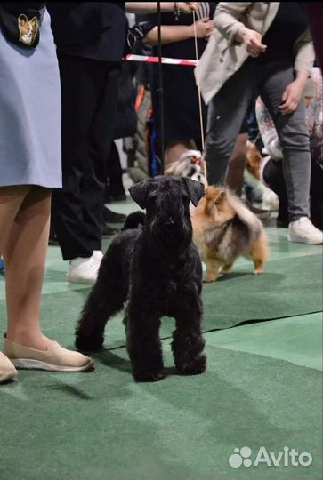 Роскошный чёрный цвергшнауцер