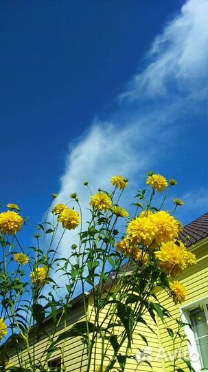 Золотой шар