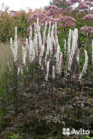 Бузульник брит Мари кроуфорд