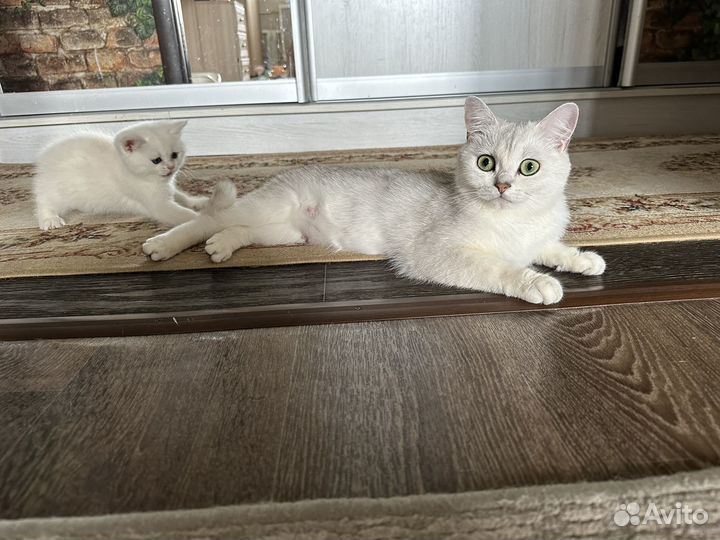 Британские котята