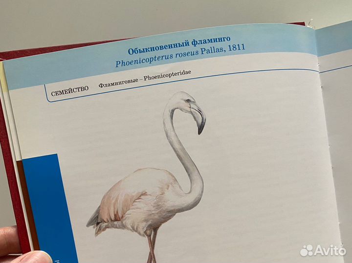 Красная книга Томской области 2013 г. 504 с