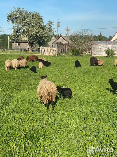 Овцы ягнята