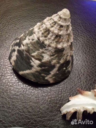 Ракушки морские