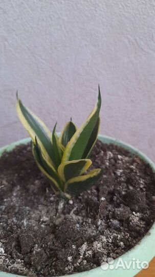 Сансевиерия