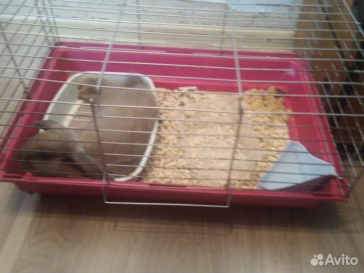 Клетка для грызунов бу большая