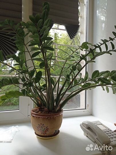 Замиокулькас большой