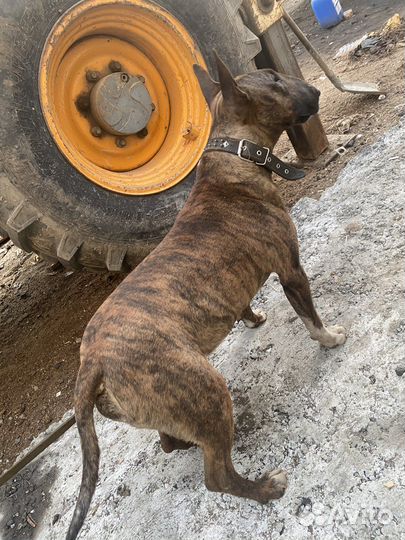 Бультерьер вязка