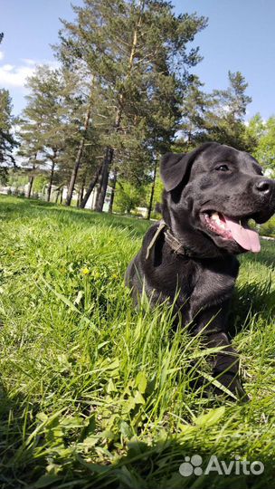 Вязка лабрадор девочка