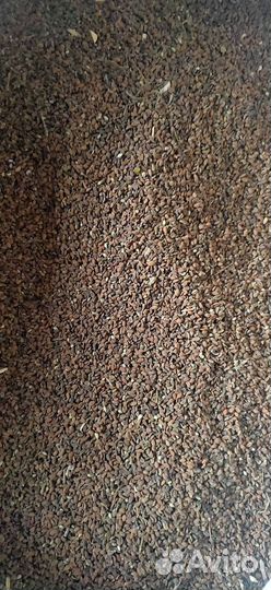 Семена фацелии