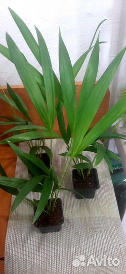 Пальма арека