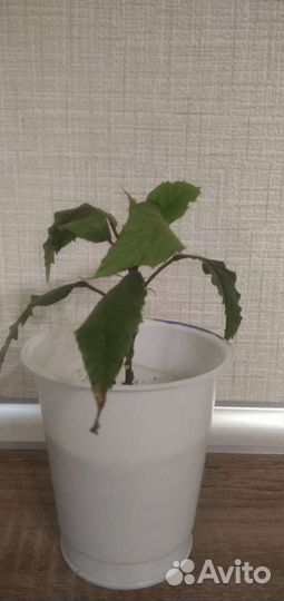 Гибискус китайская роза