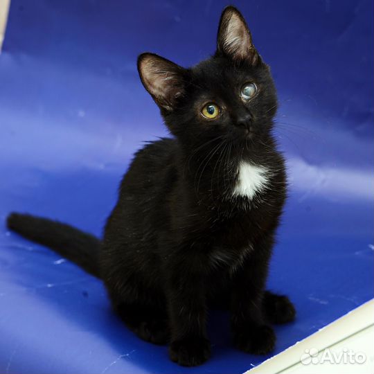 Маша, ищет дом, 2 месяца, лоток на 5+,здорова