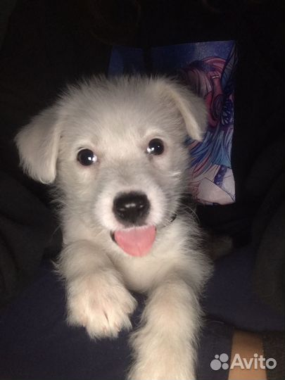 Щенок в добрые руки