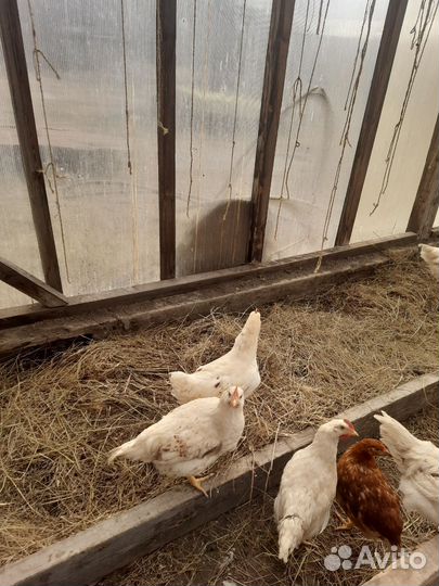 Петухи ломан браун