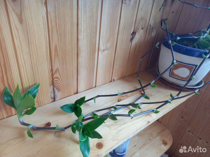 Золотой ус для настойки