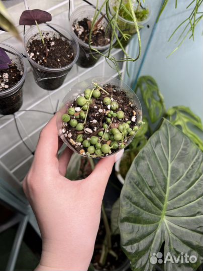 Крестовник роули