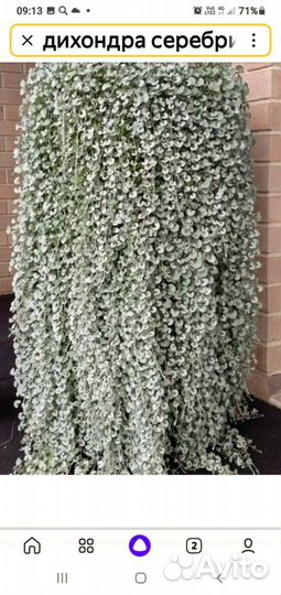 Дихондра серебристая и изумрудный поток,продам