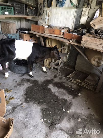 Теленок бычек