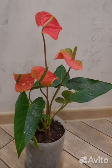 Антуриум Пинк февер