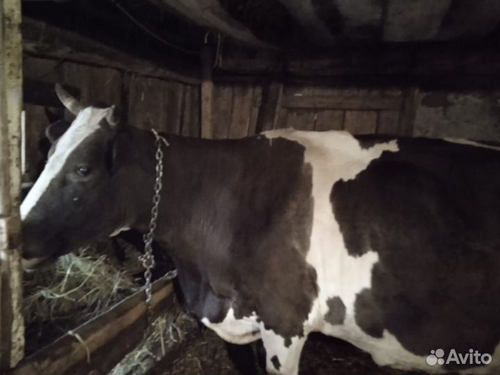 Корова дойная и два бычка 1 месяц
