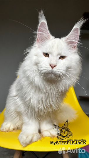 Мейн Кун Полидактильный