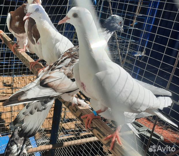 Продам бойных голубей