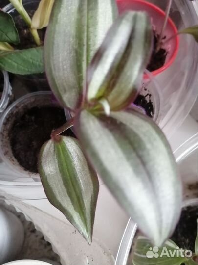 Комнатные растения