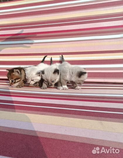 Сиамские котята