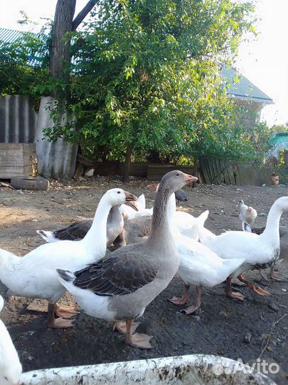 Гусята подрощенные