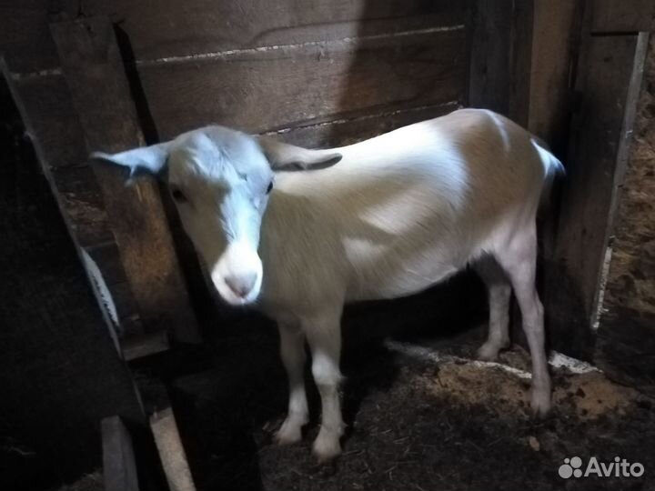 Продам дойных коз, козлят и племенного козла