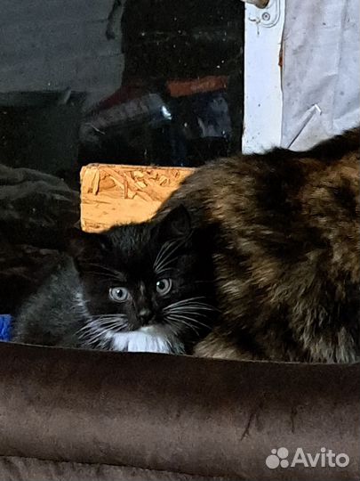 Котята в дар