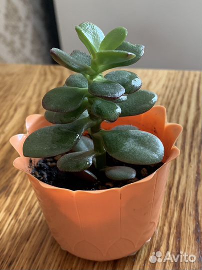 Крассула Кросби компакт