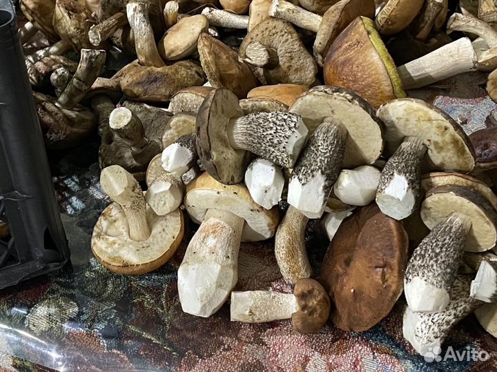 Грибы подберезовики