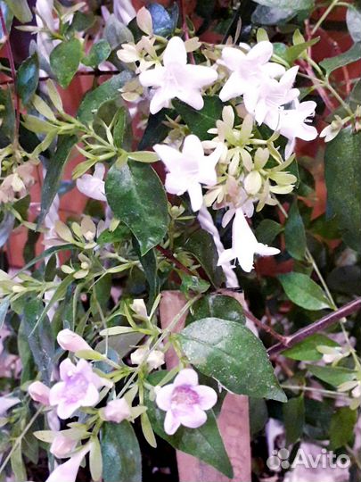 Домашние растения на срез