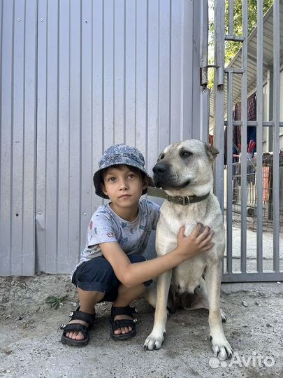 Метис шарпея Шеба - собака компаньон