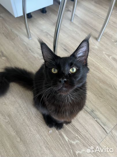 Мэйн кун черный дым