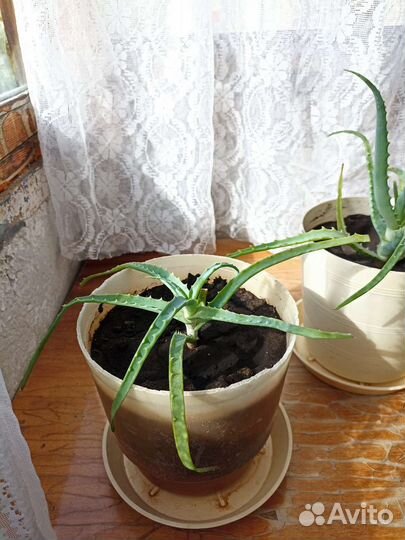 Алоэ лечебный