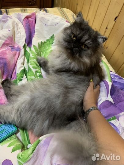 Персидский кот