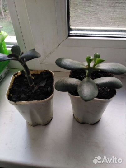 Толстянка, каланхоэ