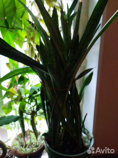 Комнатные цветы