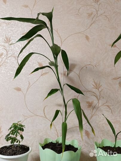 Бамбук (Лаки) драцена дерево счастья