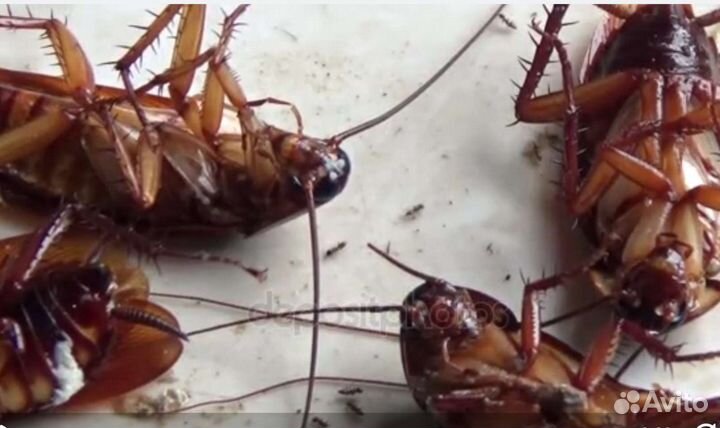 Циперметрин от муравьев и комаров