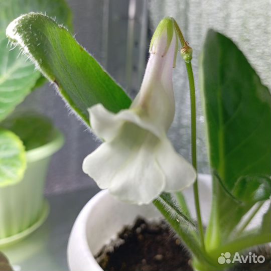 Комнатные растения Хирита (примулина)