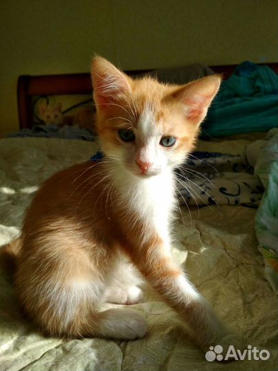 Маленькие рыжие котята 2 мес. в дар