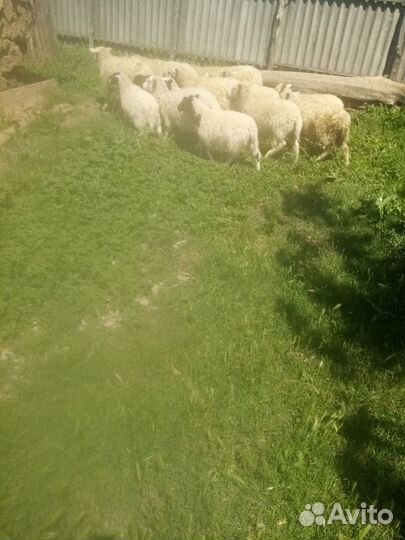 Ягнята южная мясная с мериносом
