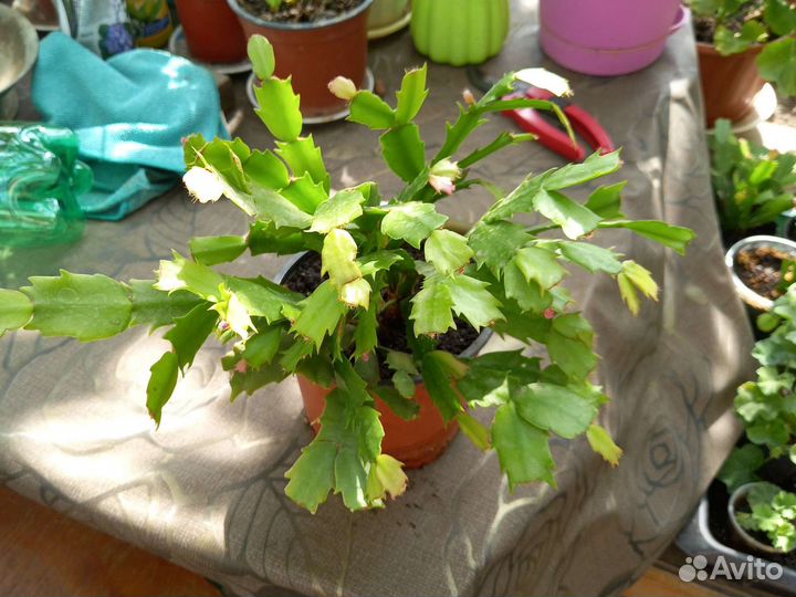 Дендробиум