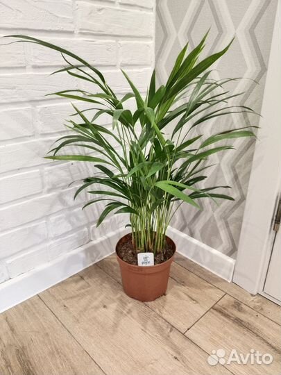 Пальма Арека дипсис комнатные растения цветы