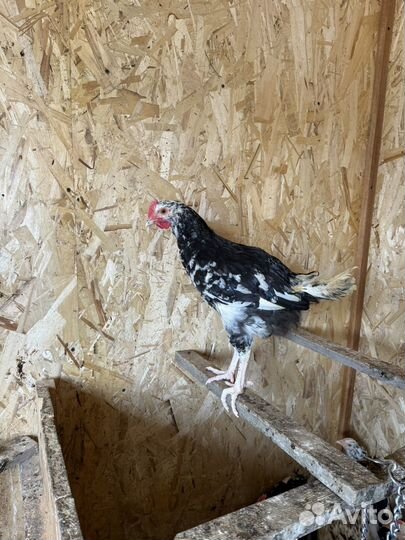 Петушки 3 мес