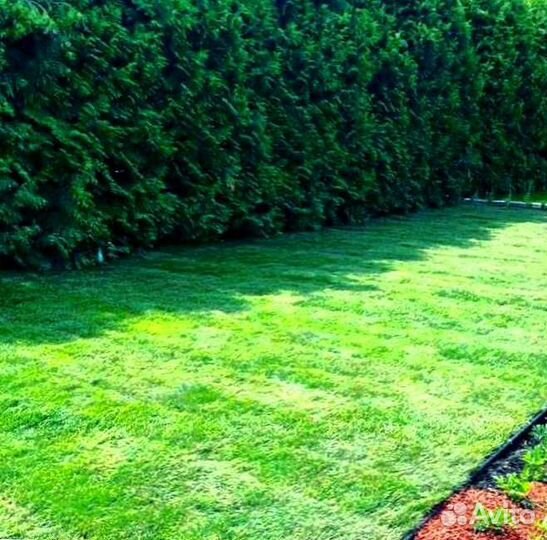 Рулонный газон